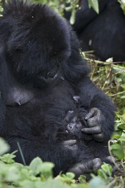Mountain Gorilla - Mother grooming infant (less than one month old). Virunga Volcanoes National Park - Rwanda. Endangered Species