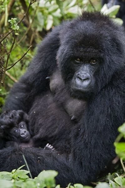 Mountain Gorilla - Mother with infant (less than one month old). Virunga Volcanoes National Park - Rwanda. Endangered Species