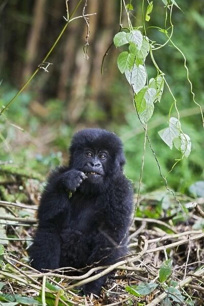Mountain Gorilla - Playful 1-2 year old baby. Virunga Volcanoes National Park - Rwanda. Endangered Species