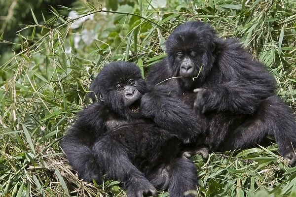 Mountain Gorilla - Playful juveniles. Virunga Volcanoes National Park - Rwanda. Endangered Species