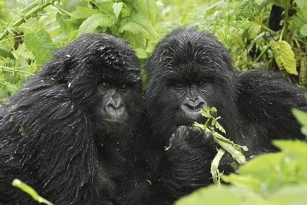 Mountain Gorilla - after rain Volcanoes National Park, Rwanda