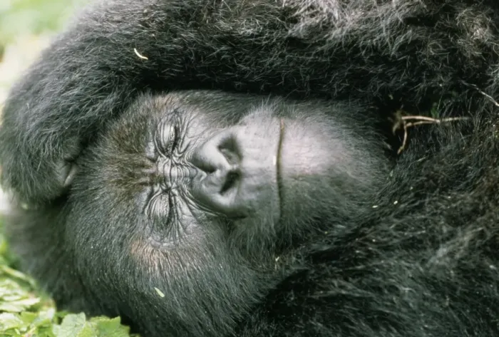 Framed Print : Mountain Gorilla Rwanda Framed Print : Mountain Gorilla Rwanda
