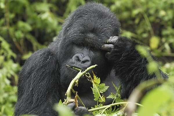 Mountain Gorilla - silverback eating Volcanoes National Park, Rwanda