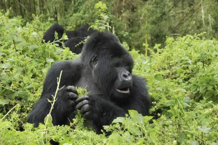 Framed Print : Mountain Gorilla - silverback eating Volcanoes National Park, Rwanda Framed Print : Mountain Gorilla - silverback eating Volcanoes National Park, Rwanda