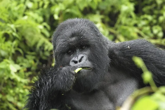 Framed Print : Mountain Gorilla - silverback eating Volcanoes National Park, Rwanda Framed Print : Mountain Gorilla - silverback eating Volcanoes National Park, Rwanda