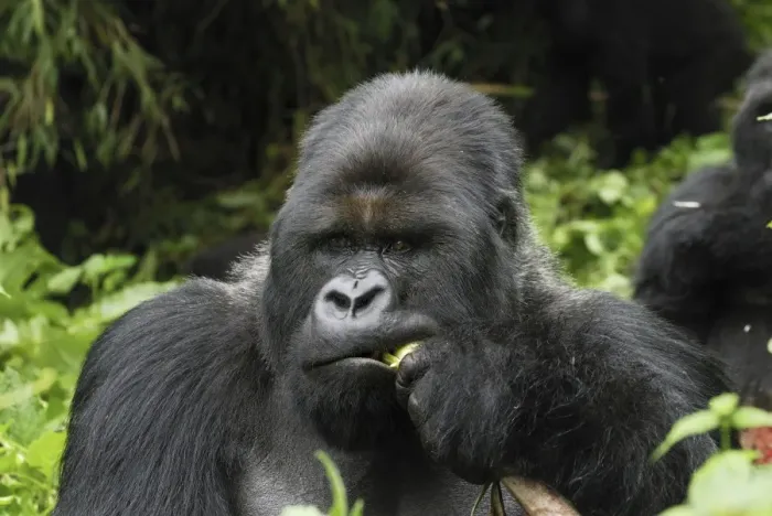 Framed Print : Mountain Gorilla - silverback eating Volcanoes National Park, Rwanda Framed Print : Mountain Gorilla - silverback eating Volcanoes National Park, Rwanda