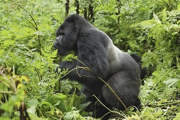 Mountain Gorilla - silverback Volcanoes National Park, Rwanda