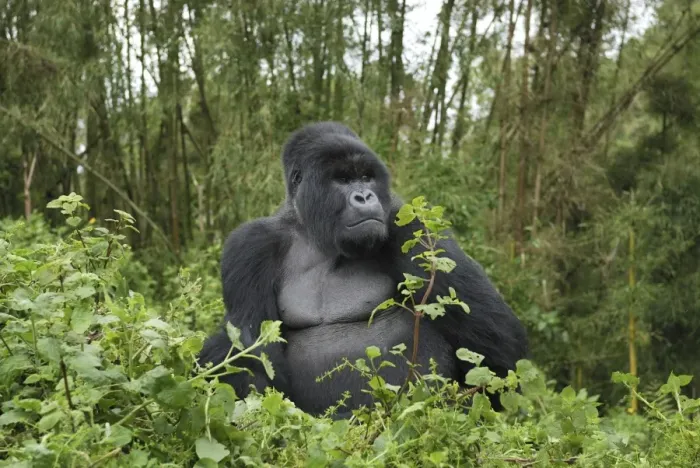Framed Print : Mountain Gorilla - silverback Volcanoes National Park, Rwanda Framed Print : Mountain Gorilla - silverback Volcanoes National Park, Rwanda