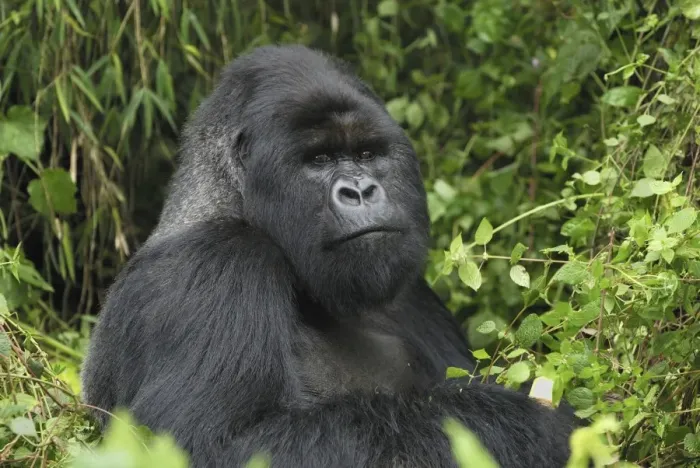 Framed Print : Mountain Gorilla - silverback Volcanoes National Park, Rwanda
