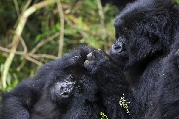 Mountain Gorilla - Social grooming. Virunga Volcanoes National Park - Rwanda. Endangered Species