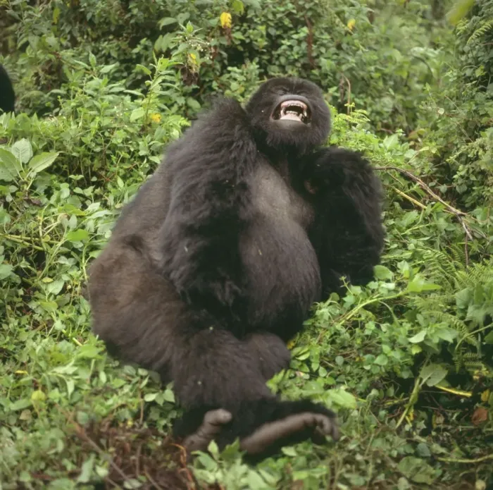 Framed Print : Mountain Gorilla Virunga Volcanoes, Rwanda, 2003 AW00093 Framed Print : Mountain Gorilla Virunga Volcanoes, Rwanda, 2003 AW00093