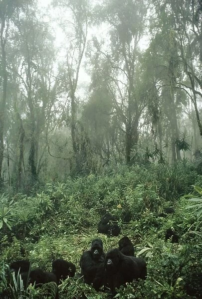 Mountain Gorilla Virunga volcanoes, Rwanda