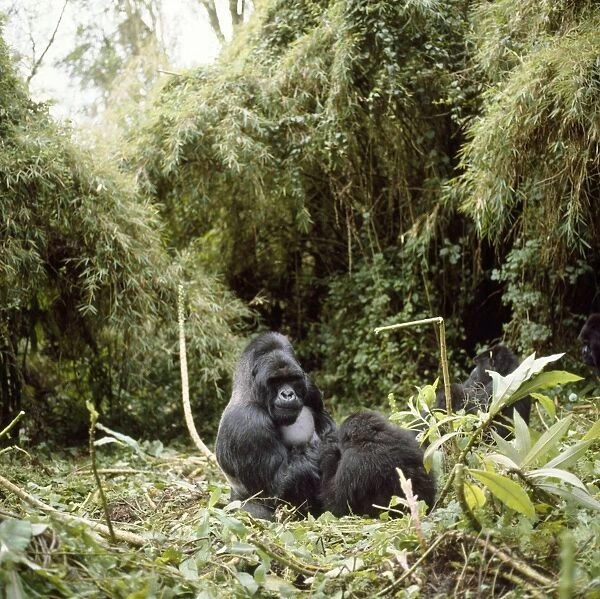 Mountain Gorilla Virunga volcanoes, Rwanda