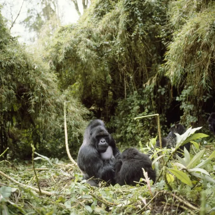 Framed Print : Mountain Gorilla Virunga volcanoes, Rwanda Framed Print : Mountain Gorilla Virunga volcanoes, Rwanda