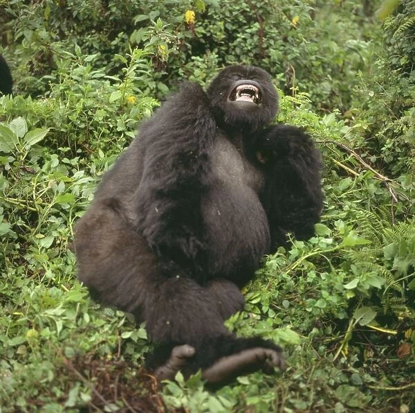 Mountain Gorilla Virunga Volcanoes, Rwanda, 2003 AW00093