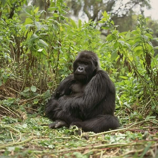 Mountain Gorilla Virunga Volcanoes, Rwanda, 2003 AW00094