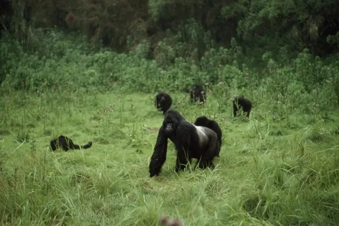 Framed Print : Mountain Gorilla Virunga Volcanoes, Rwanda AW00137