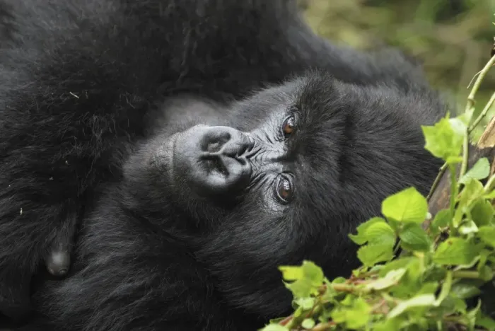 Framed Print : Mountain Gorilla Volcanoes National Park, Rwanda Framed Print : Mountain Gorilla Volcanoes National Park, Rwanda