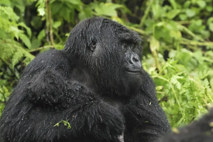 Framed Print : Mountain Gorilla Volcanoes National Park, Rwanda