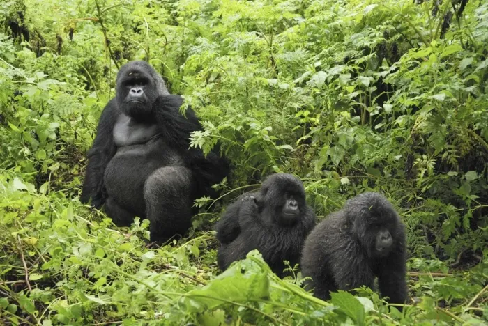 Framed Print : Mountain Gorilla Volcanoes National Park, Rwanda Framed Print : Mountain Gorilla Volcanoes National Park, Rwanda