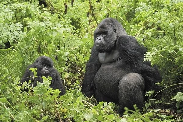 Mountain Gorilla Volcanoes National Park, Rwanda