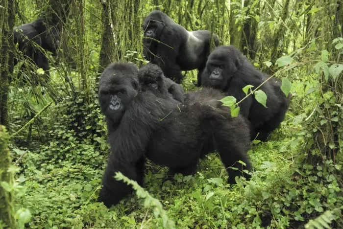 Framed Print : Mountain Gorilla Volcanoes National Park, Rwanda Framed Print : Mountain Gorilla Volcanoes National Park, Rwanda