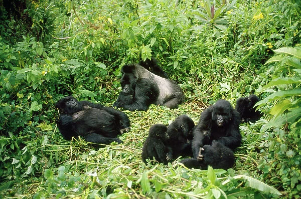 MOUNTAIN GORILLAS - family group with Silverback male