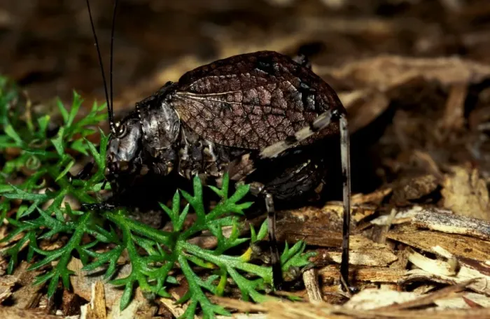 Framed Print : Mountain grasshopper - flightless female with forewings (tegmina) closed in camouflage position Framed Print : Mountain grasshopper - flightless female with forewings (tegmina) closed in camouflage position