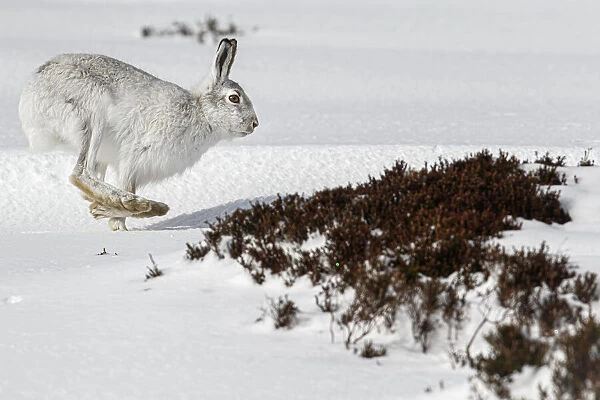 Mountain Hare (Lepus timidus) ~ adult wiht winter pelage running through snow ~ Cairngorms National Park, Scotland, United Kingdom