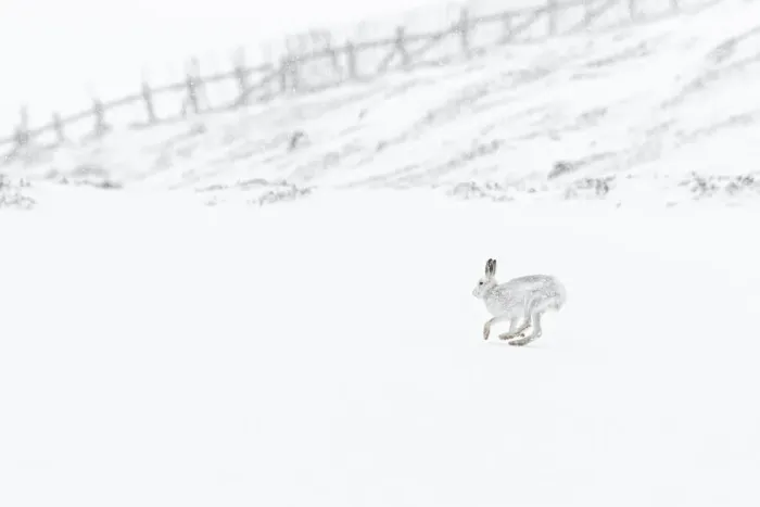 Framed Print : Mountain Hare (Lepus timidus) ~ adult wiht winter pelage running through snow ~ Cairngorms National Park, Scotland, United Kingdom Framed Print : Mountain Hare (Lepus timidus) ~ adult wiht winter pelage running through snow ~ Cairngorms National Park, Scotland, United Kingdom