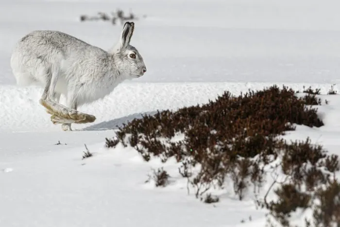 Framed Print : Mountain Hare (Lepus timidus) ~ adult wiht winter pelage running through snow ~ Cairngorms National Park, Scotland, United Kingdom Framed Print : Mountain Hare (Lepus timidus) ~ adult wiht winter pelage running through snow ~ Cairngorms National Park, Scotland, United Kingdom