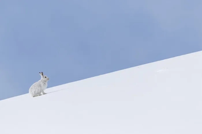 Framed Print : Mountain Hare (Lepus timidus) ~ adult wiht winter pelageresting on hillside ~ Cairngorms National Park, Scotland, United Kingdom Framed Print : Mountain Hare (Lepus timidus) ~ adult wiht winter pelageresting on hillside ~ Cairngorms National Park, Scotland, United Kingdom