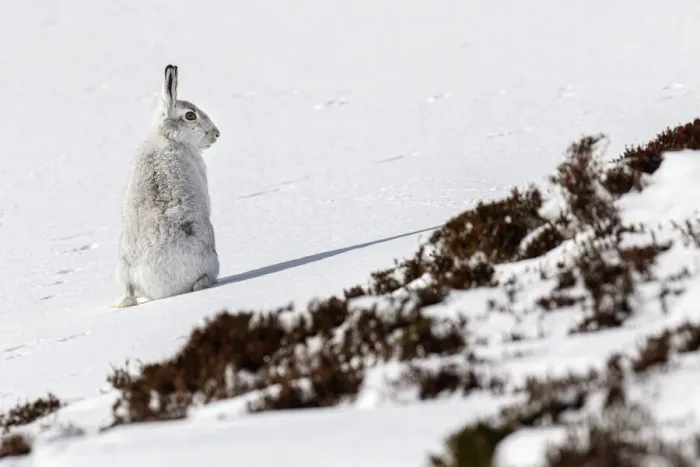 Framed Print : Mountain Hare (Lepus timidus) ~ adult wiht winter pelageresting on hillside ~ Cairngorms National Park, Scotland, United Kingdom