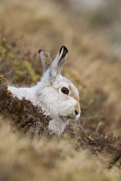 Mountain Hare - lying low amongst vegetation in winter coat on hillside - February - Scotland - UK