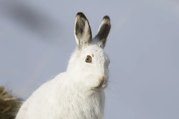 Framed Print : Mountain Hare portrait 04, S-E Arndt Framed Print : Mountain Hare portrait 04, S-E Arndt