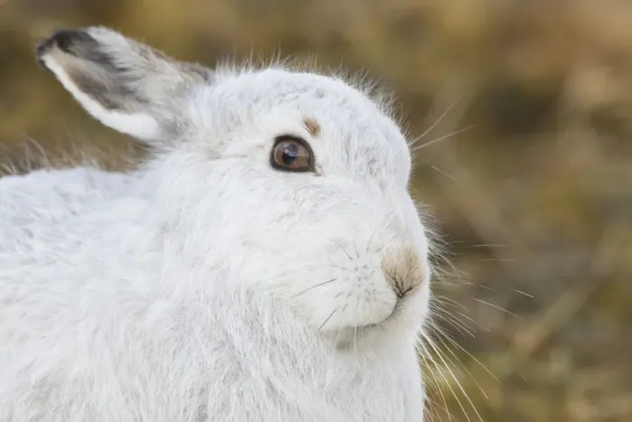 Framed Print : Mountain Hare portrait 05, S-E Arndt Framed Print : Mountain Hare portrait 05, S-E Arndt