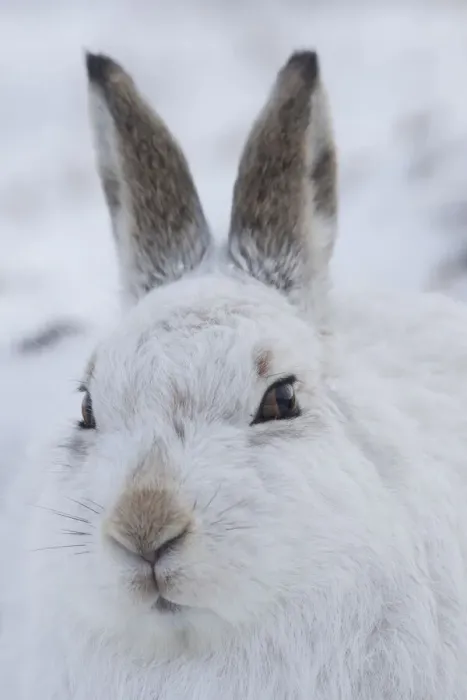 Framed Print : Mountain Hare portrait 11, S-E Arndt Framed Print : Mountain Hare portrait 11, S-E Arndt