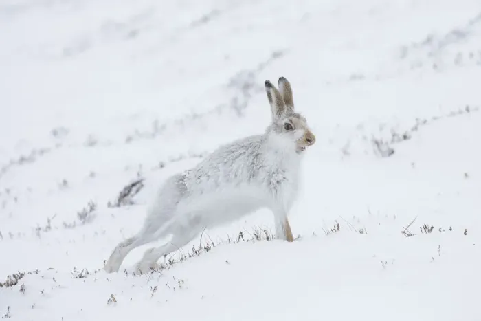Framed Print : Mountain Hare streching 06, S-E Arndt Framed Print : Mountain Hare streching 06, S-E Arndt