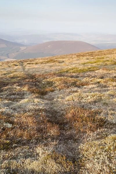 Mountain Hare Tracks - Cairngorm - Scotland - UK