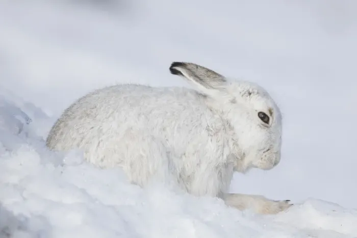 Framed Print : Mountain Hare winter 001, S-E Arndt Framed Print : Mountain Hare winter 001, S-E Arndt