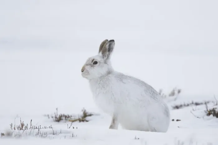 Framed Print : Mountain Hare winter 016, S-E Arndt Framed Print : Mountain Hare winter 016, S-E Arndt