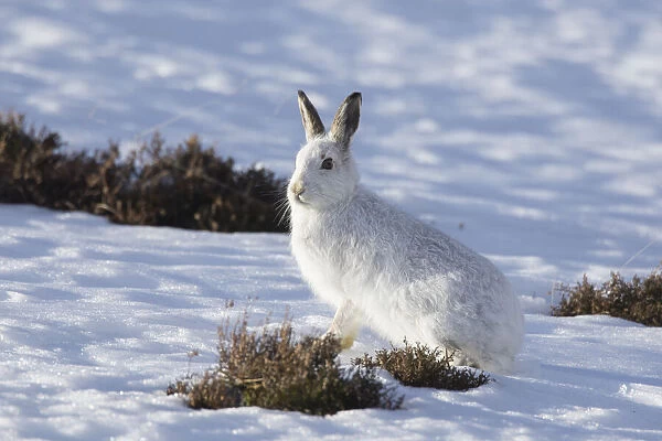 Mountain Hare winter 037, S-E Arndt