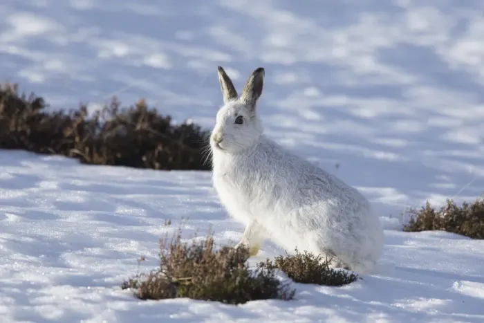 Framed Print : Mountain Hare winter 037, S-E Arndt Framed Print : Mountain Hare winter 037, S-E Arndt