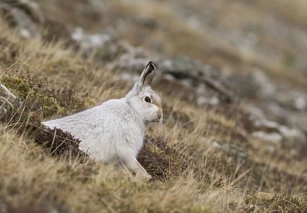 Mountain Hare - in winter coat on hillside - February - Scotland - UK