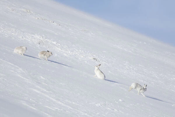 Mountain Hares winter 02, S-E Arndt