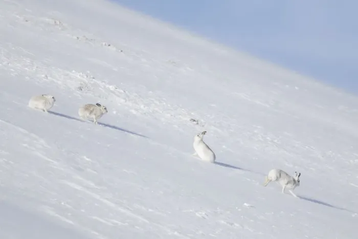 Framed Print : Mountain Hares winter 02, S-E Arndt Framed Print : Mountain Hares winter 02, S-E Arndt