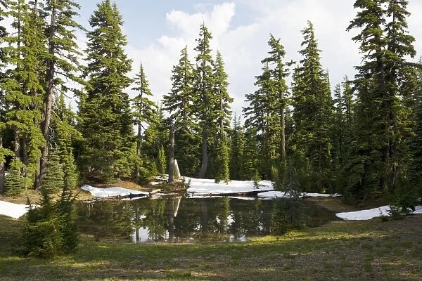 Mountain Hemlock (Tsuga mertensiana) by mountain lake near Sisters, Cascade Mountains, Oregon
