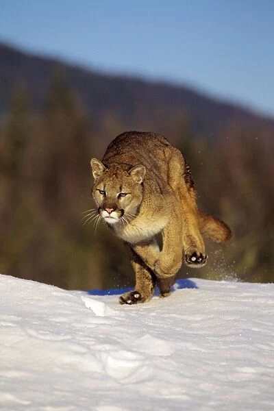 Mountain Lion  /  cougar Western U. S. A. MR856