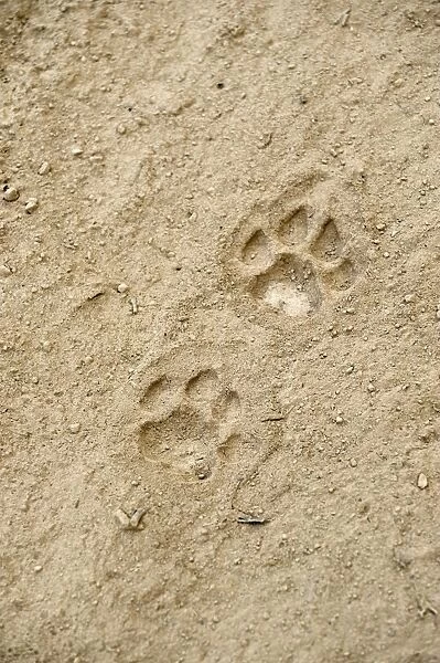 Mountain lion - Tracks - Pantanal - Brazil