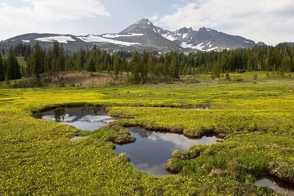 Mountain Meadow dominated by Gorman's Buttercup (Ranunculus gormanii), with Broketop Mountain beyond; near Sisters, Cascade Mountains, Oregon
